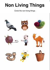 Classify Non-Living Things
