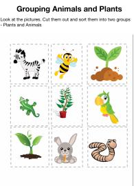 Grouping Plants and Animals