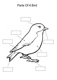 Label and color the parts of a Bird
