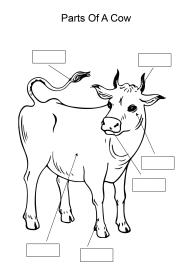 Label and color the parts of a Cow