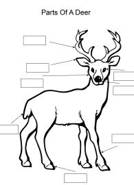 Label and color the parts of a Deer