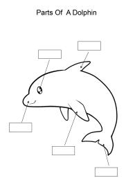 Label and color the parts of a Dolphin