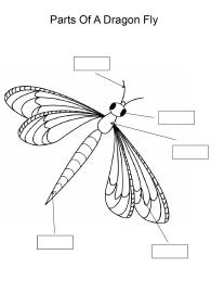 Label and color the parts of a Dragonfly
