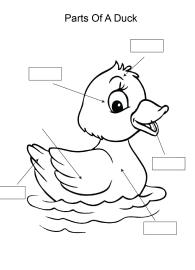 Label and color the parts of a Duck