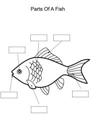 Label and color the parts of a Fish
