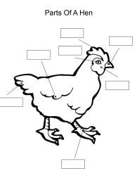 Label and color the parts of a Hen