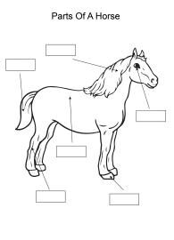 Label and color the parts of a Horse