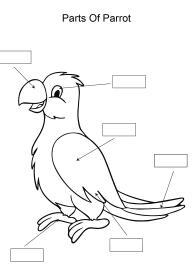 Label and color the parts of a Parrot