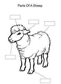 Label and color the parts of a Sheep