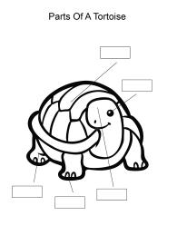 Label and color the parts of a Tortoise
