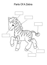 Label and color the parts of a Zebra