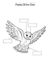 Label and color the parts of an Owl