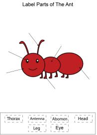 Label parts of the Ant