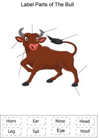 Label parts of the Bull