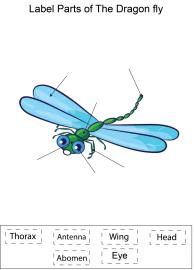 Label parts of the Dragonfly