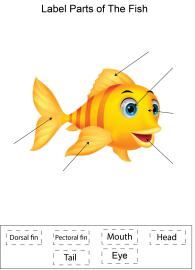 Label parts of the Fish