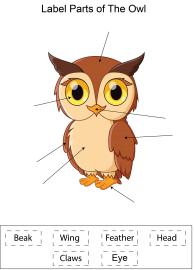 Label parts of the Owl