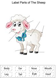 Label parts of the Sheep