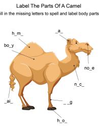 Labeling the parts of a Camel - Camel body parts fill in the blanks