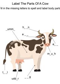 Labeling the parts of a Cow - Cow body parts fill in the blanks