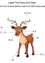Labeling the parts of a Deer - Deer body parts fill in the blanks