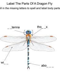 Labeling the parts of a Dragonfly - Dragonfly body parts fill in the blanks