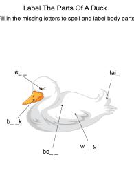 Labeling the parts of a Duck - Duck body parts fill in the blanks