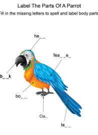 Labeling the parts of a Parrot - Parrot body parts fill in the blanks