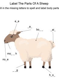 Labeling the parts of a Sheep - Sheep body parts fill in the blanks