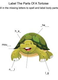 Labeling the parts of a Tortoise - Tortoise body parts fill in the blanks