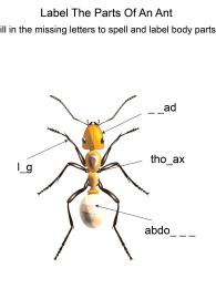 Labeling the parts of an Ant - Ant body parts fill in the blanks