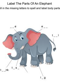 Labeling the parts of an Elephant - Elephant body parts fill in the blanks