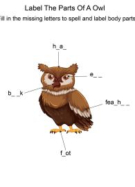 Labeling the parts of an Owl - Owl body parts fill in the blanks