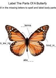 Labeling the parts of Butterfly - Butterfly body parts fill in the blanks