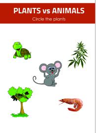 Plant or Animal?