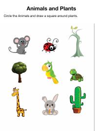 Plants and Animals