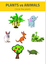 Plants or Animals