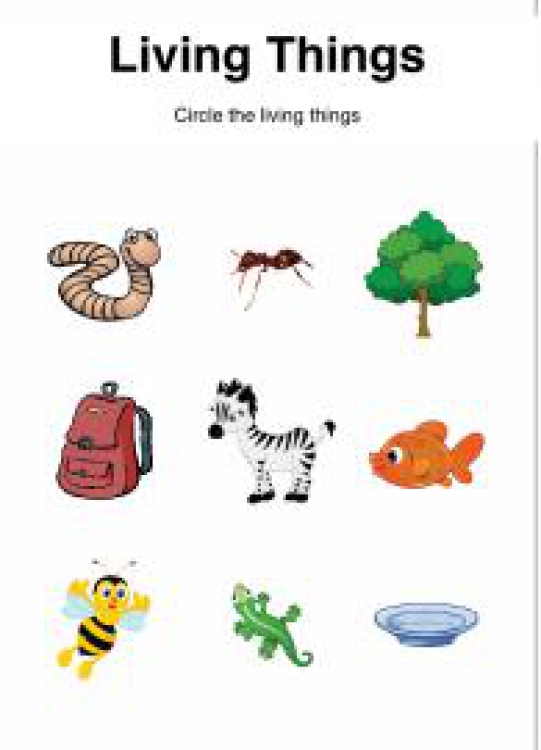 General Awareness Worksheet: Classify Living Things Worksheet