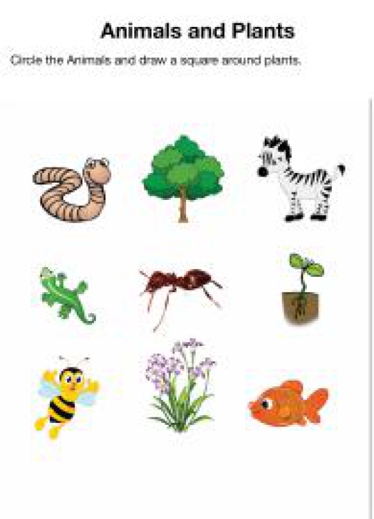 General Awareness Worksheet: Identifying Plants and Animals Worksheet