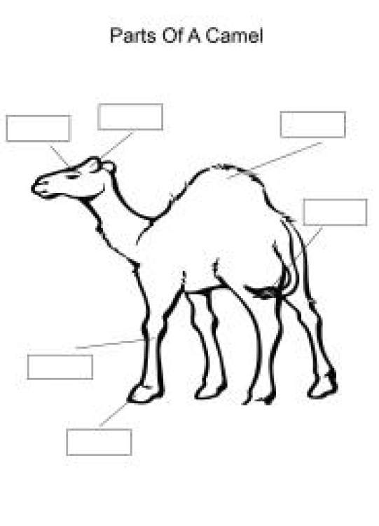 Science Worksheet: Label and color the parts of a Camel Worksheet