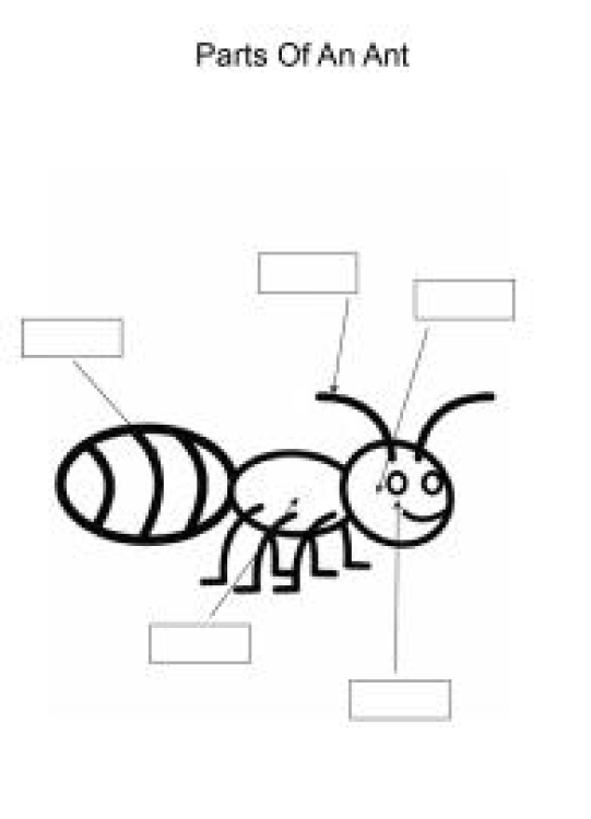 Science Worksheet: Label and color the parts of an Ant Worksheet