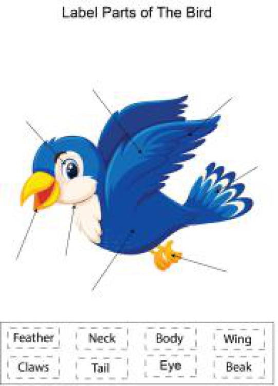 English Worksheet: Label parts of the Bird Worksheet