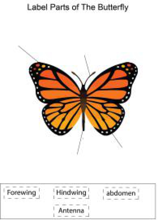 English Worksheet: Label parts of the Butterfly Worksheet