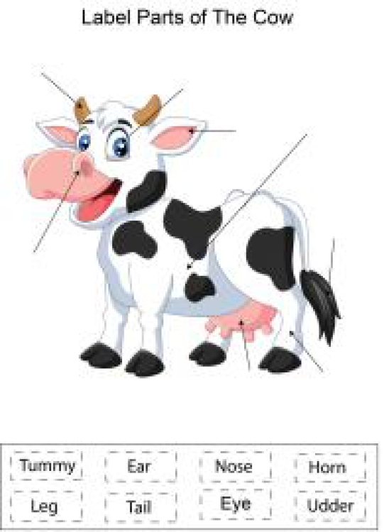 English Worksheet: Label parts of the Cow Worksheet
