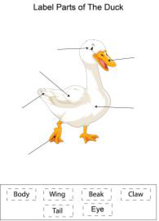 English Worksheet: Label parts of the Duck Worksheet