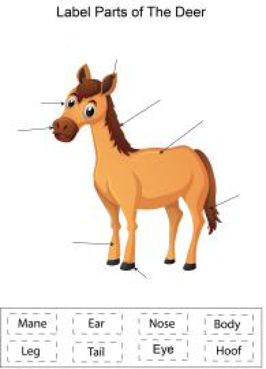 English Worksheet: Label parts of the Horse Worksheet