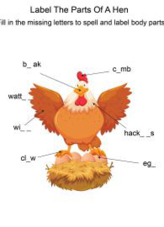 English Worksheet: Labeling the parts of a Hen - Hen body parts fill in the blanks Worksheet
